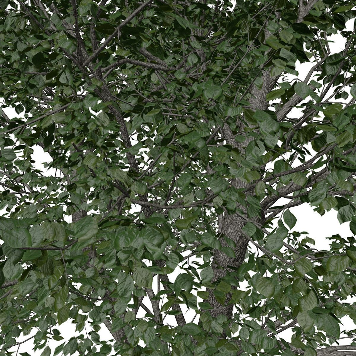 Green Ash Tree - 06 - 3D model_3