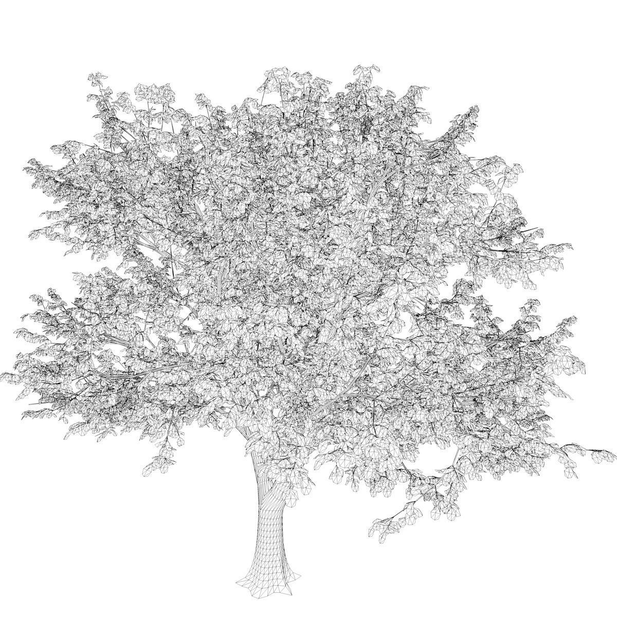 Green Ash Tree - 06 - 3D model_2