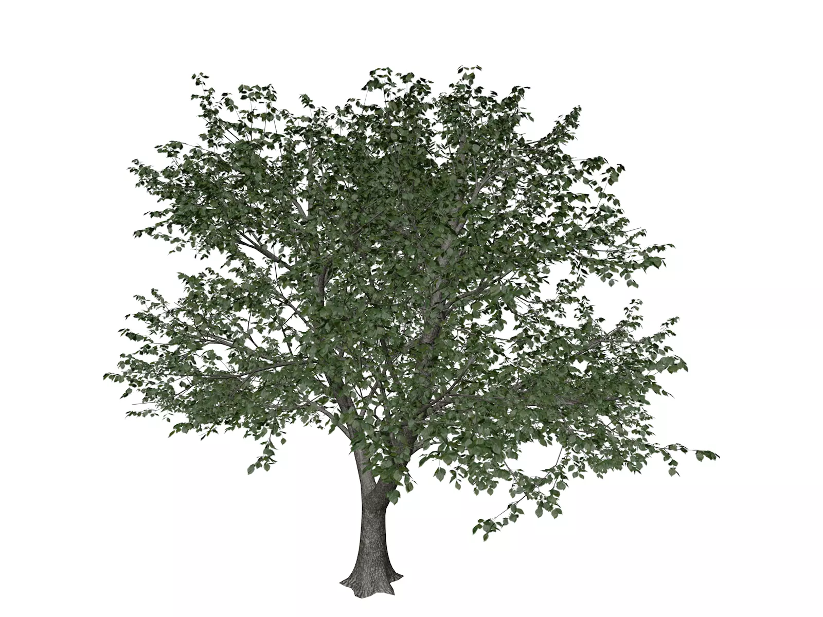 Green Ash Tree - 06 - 3D model_0