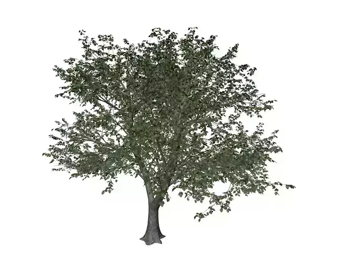 Green Ash Tree - 06 - 3D model