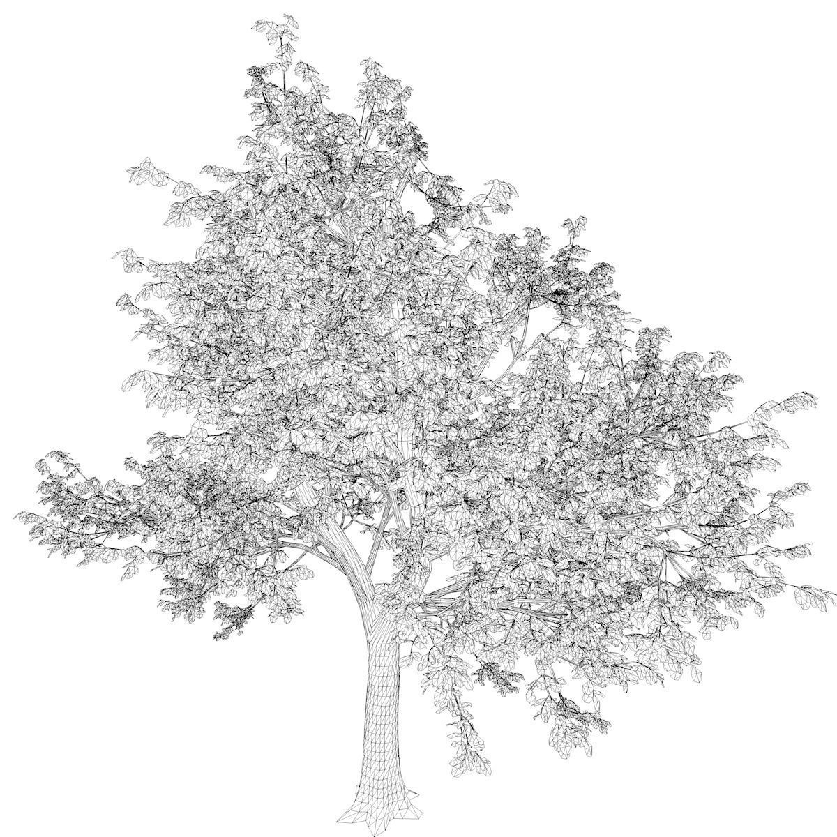 Green Ash Tree - 07 - 3D model_2