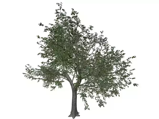 Green Ash Tree - 07 - 3D model
