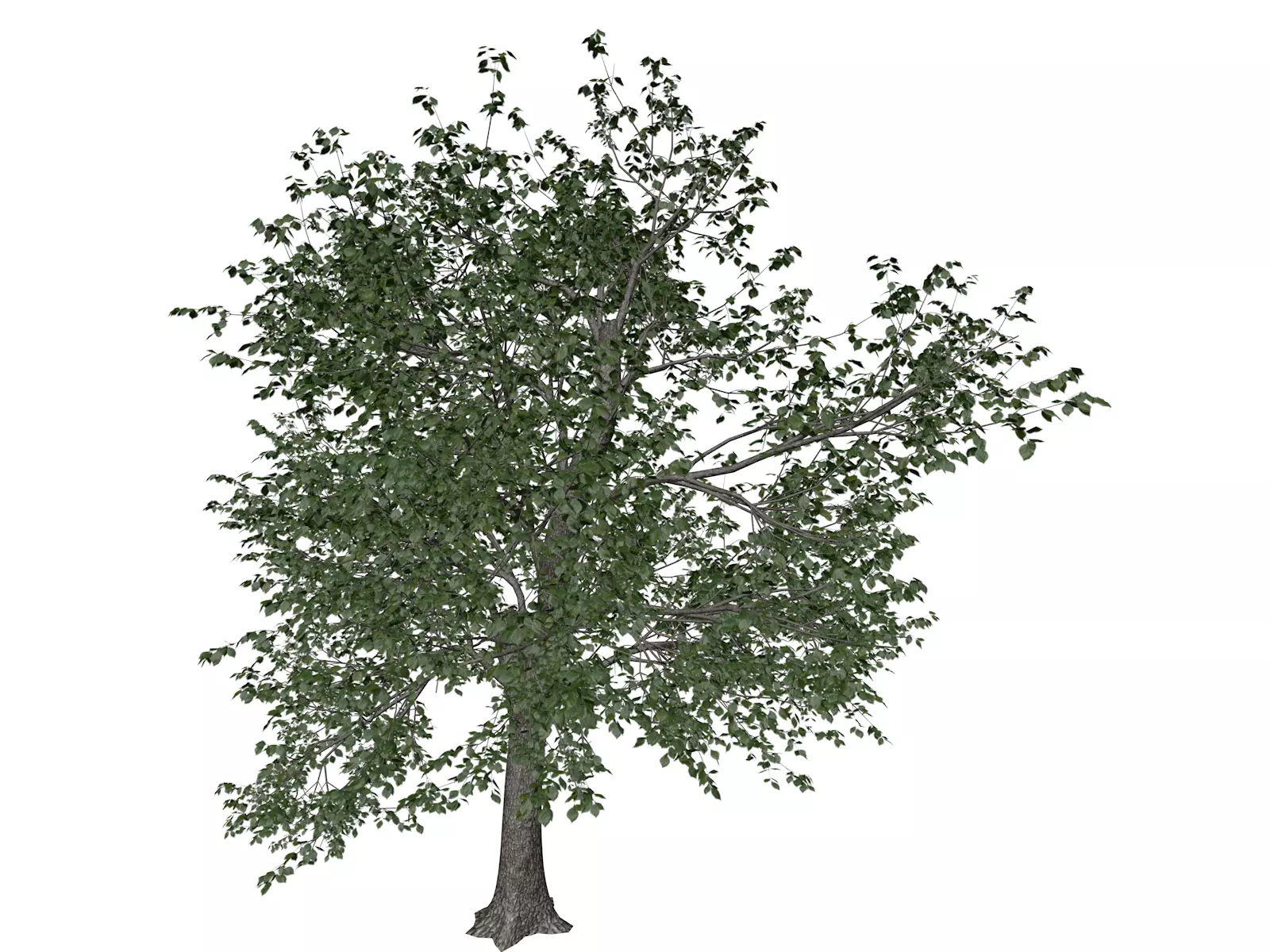 Green Ash Tree - 08 - 3D model_0