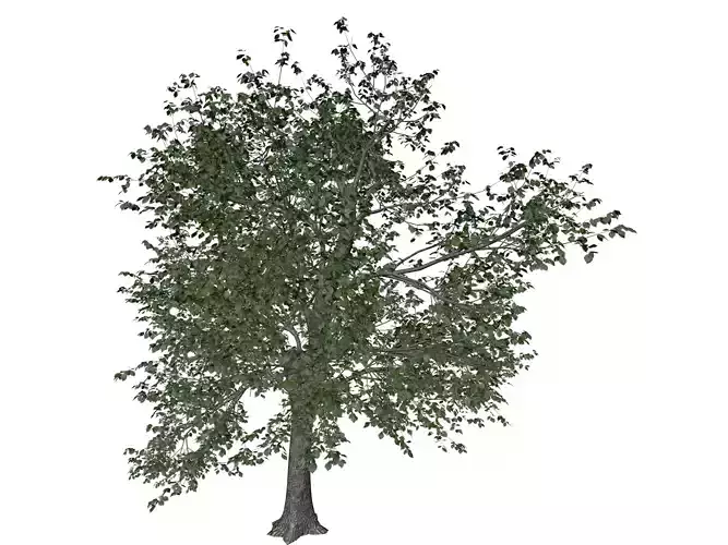 Green Ash Tree - 08 - 3D model