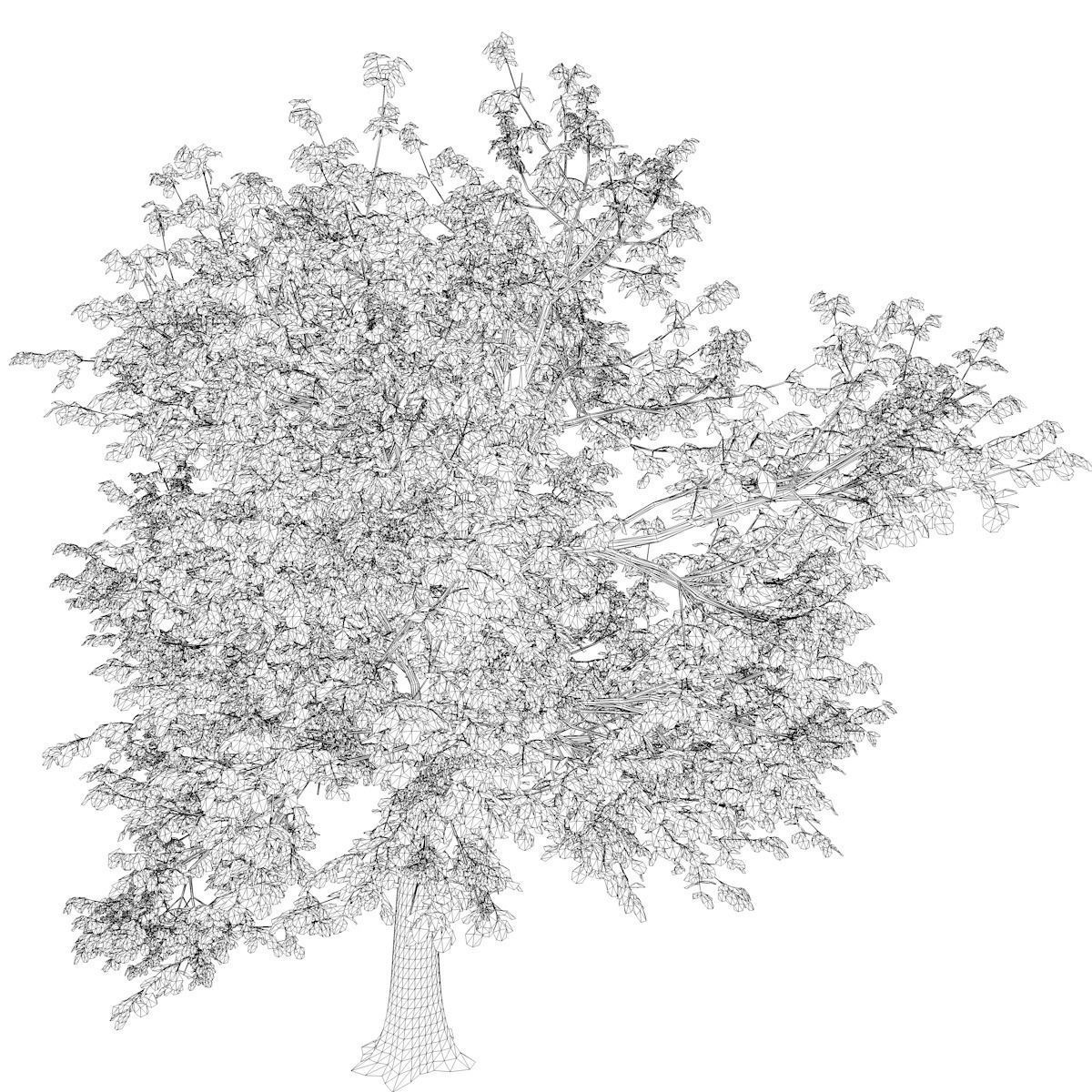 Green Ash Tree - 08 - 3D model_2