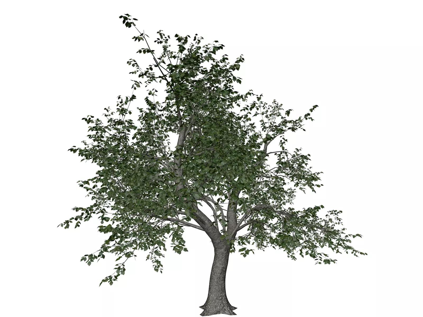 Green Ash Tree - 09 - 3D model_0