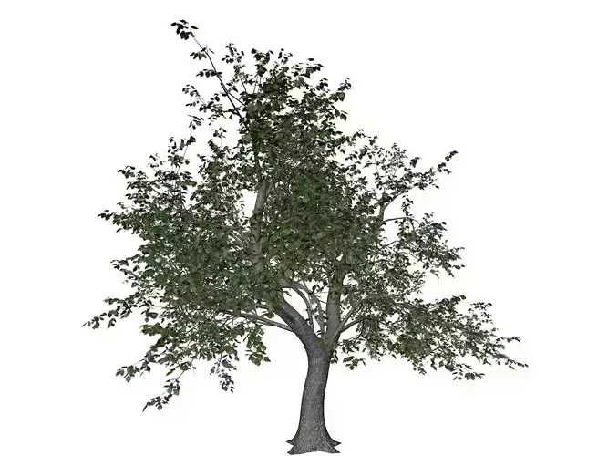 Green Ash Tree - 09 - 3D model