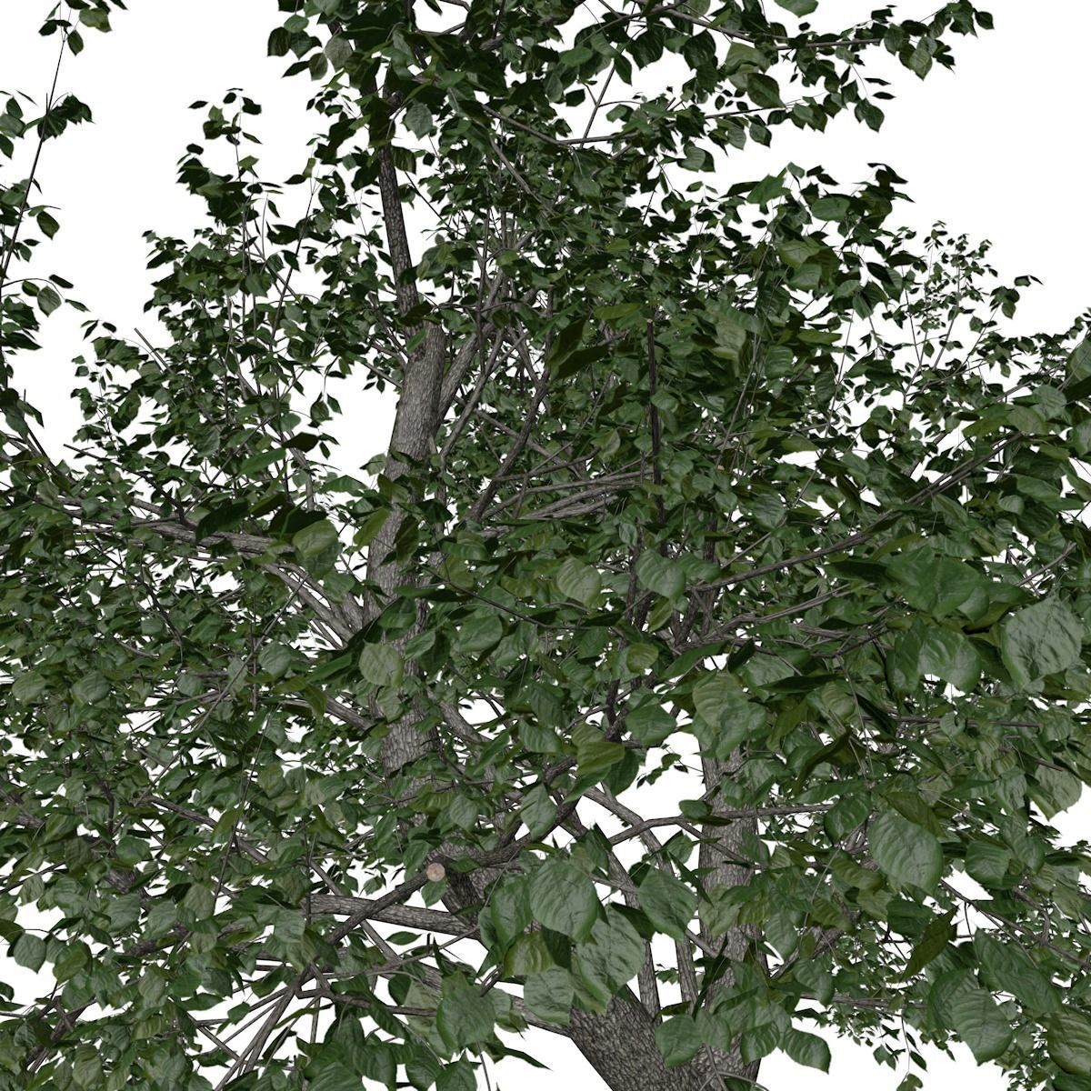 Green Ash Tree - 09 - 3D model_3