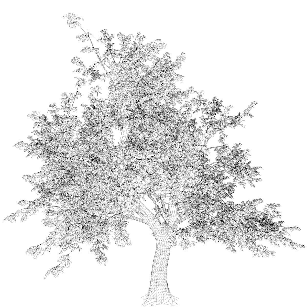 Green Ash Tree - 09 - 3D model_2