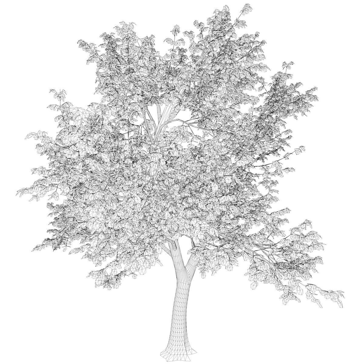 Green Ash Tree - 10 - 3D model_2