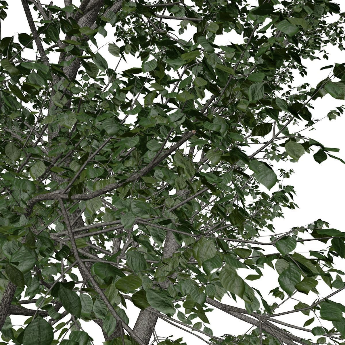 Green Ash Tree - 10 - 3D model_3