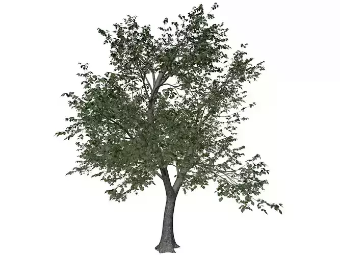 Green Ash Tree - 10 - 3D model