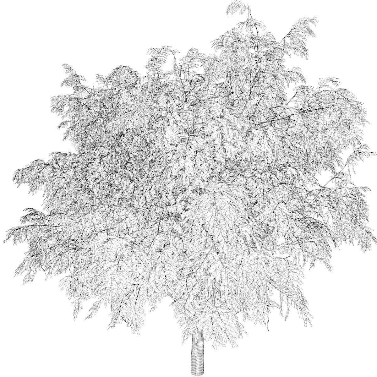 Honey Mesquite Tree - 01 - 3D model_2