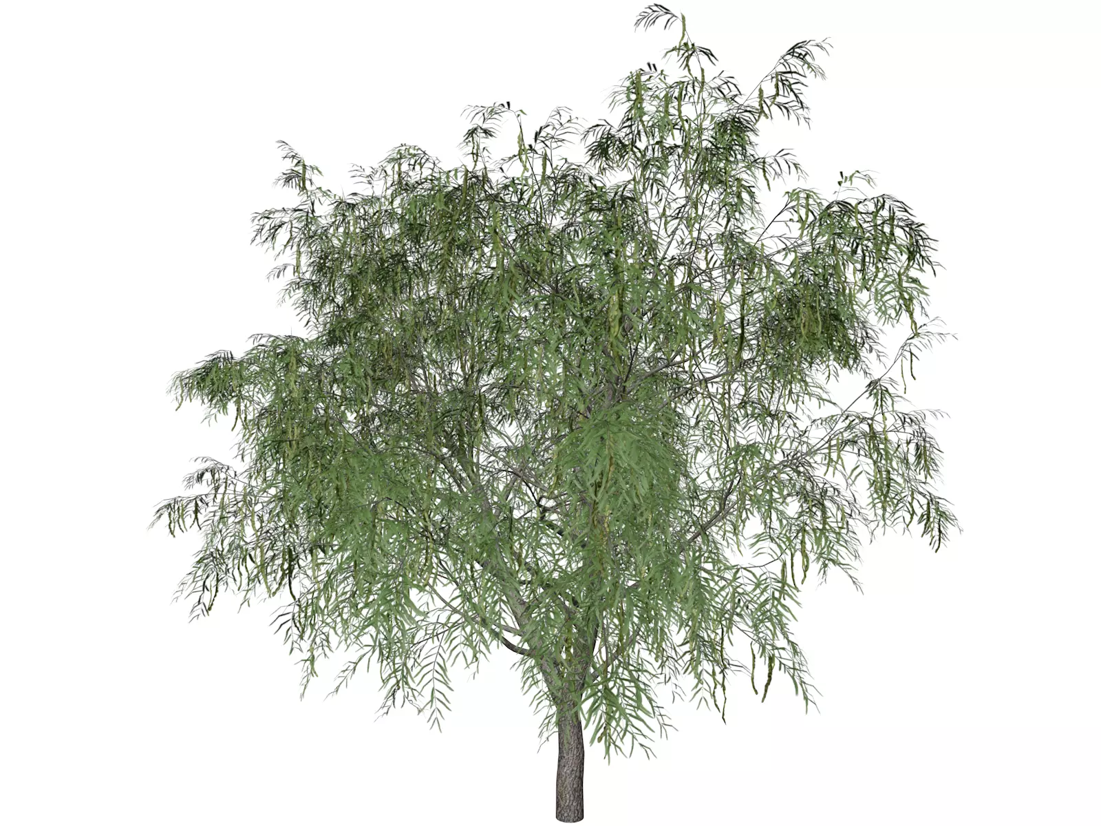 Honey Mesquite Tree - 01 - 3D model_0