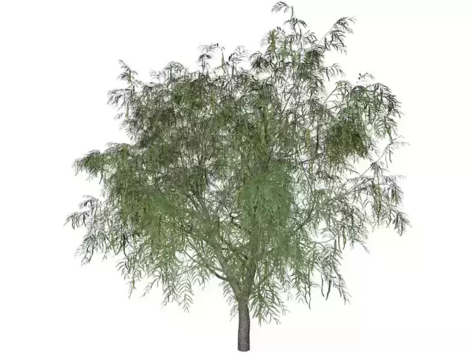 Honey Mesquite Tree - 01 - 3D model