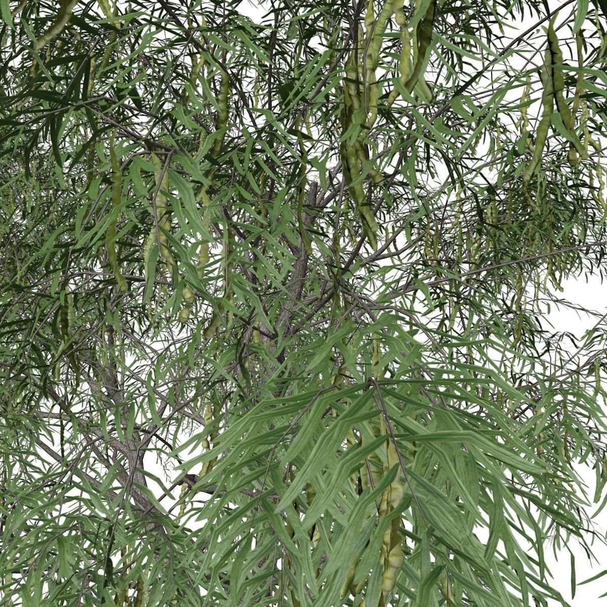 Honey Mesquite Tree - 01 - 3D model_3
