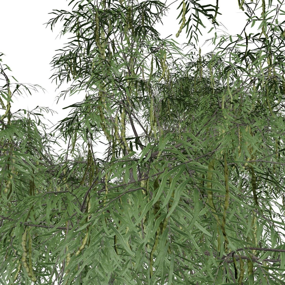 Honey Mesquite Tree - 02 - 3D model_3