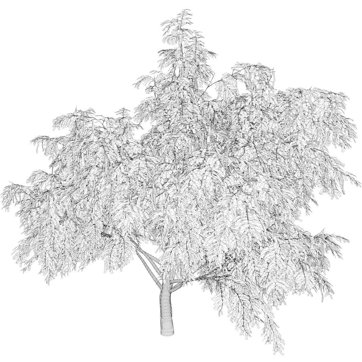 Honey Mesquite Tree - 02 - 3D model_2