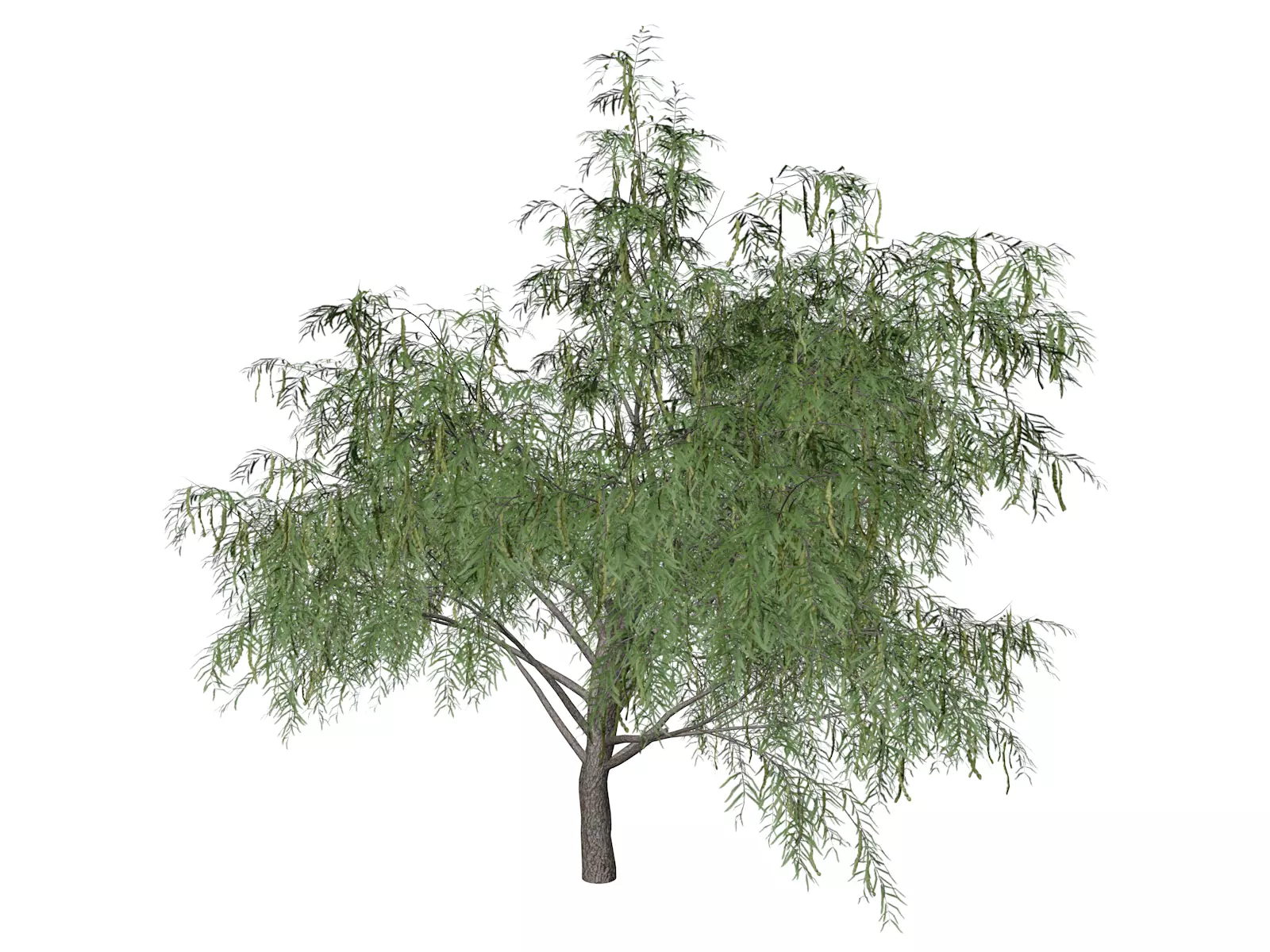 Honey Mesquite Tree - 02 - 3D model_0