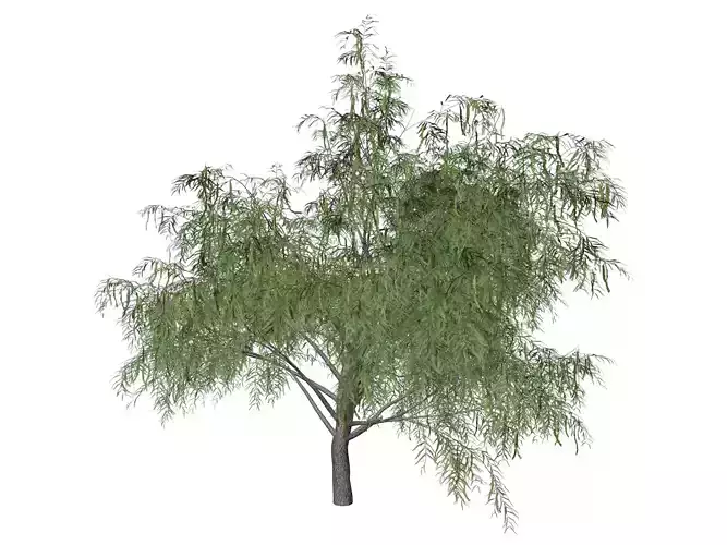 Honey Mesquite Tree - 02 - 3D model