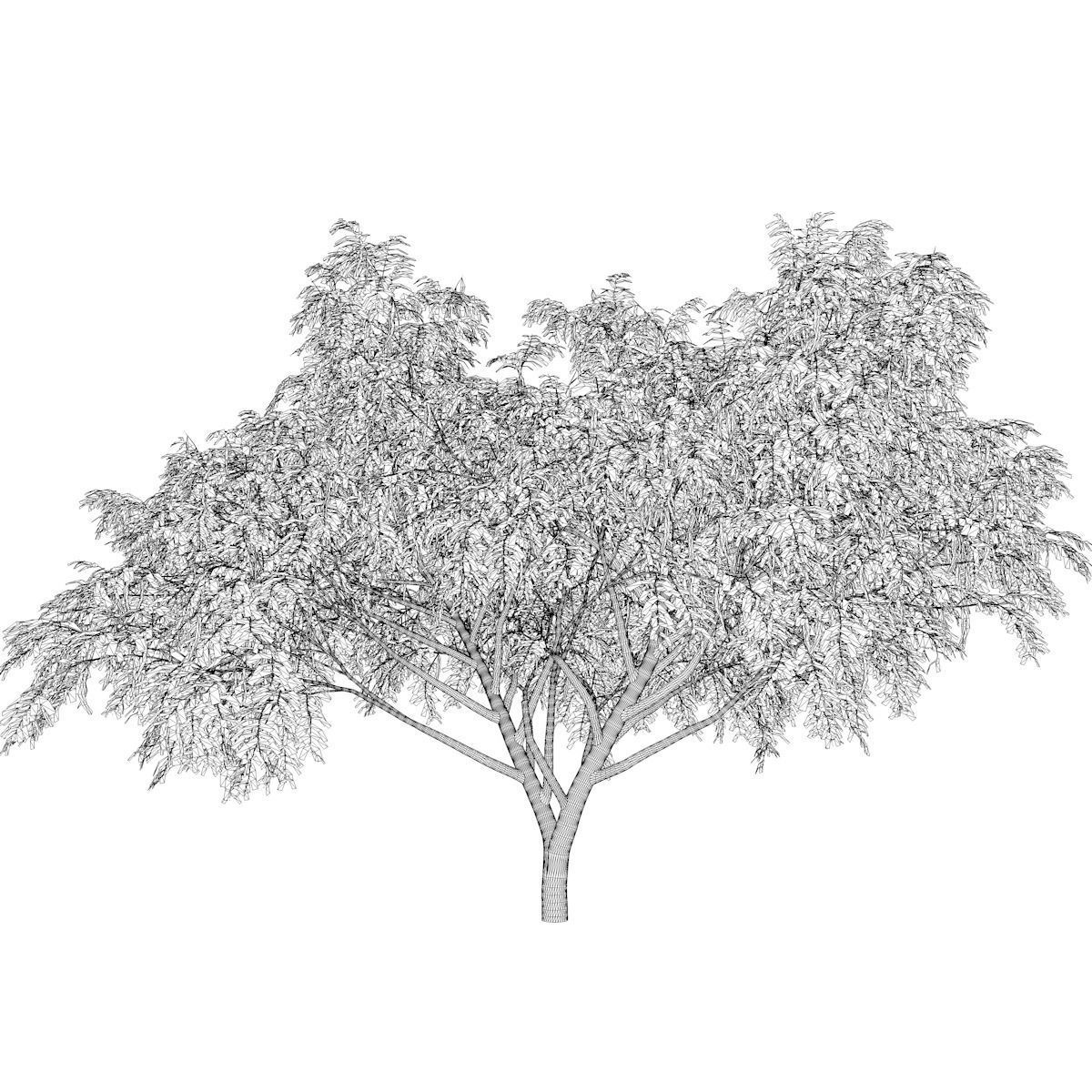 Honey Mesquite Tree - 03 - 3D model_2