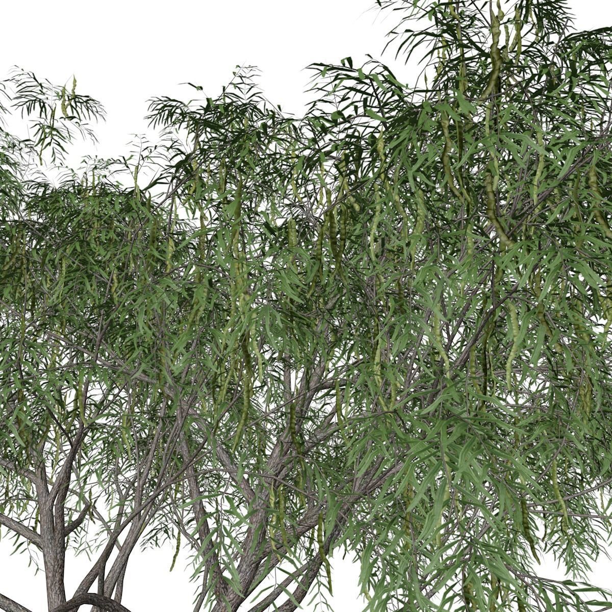 Honey Mesquite Tree - 03 - 3D model_3