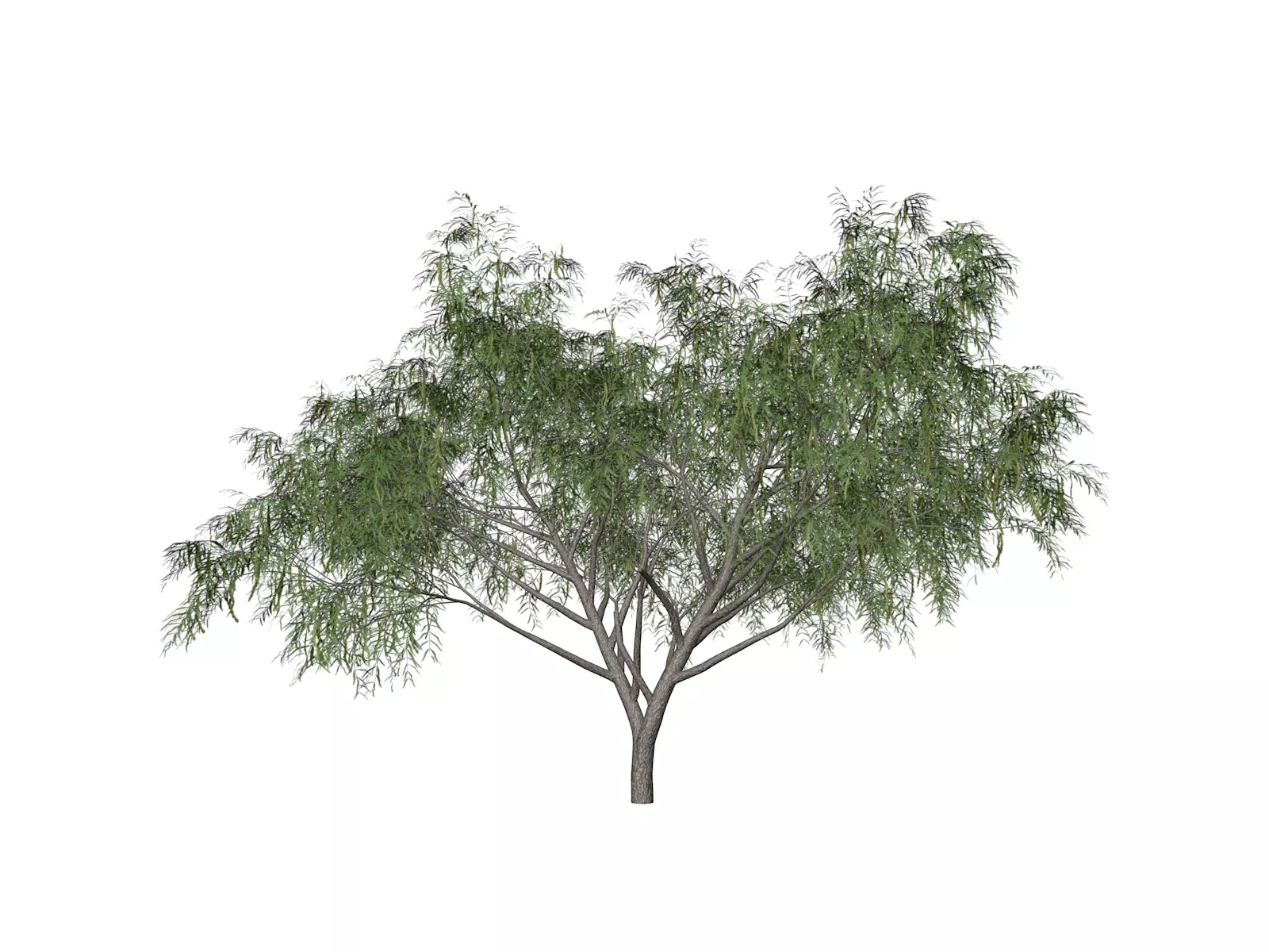 Honey Mesquite Tree - 03 - 3D model_0