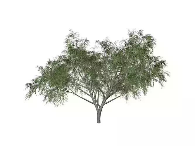 Honey Mesquite Tree - 03 - 3D model