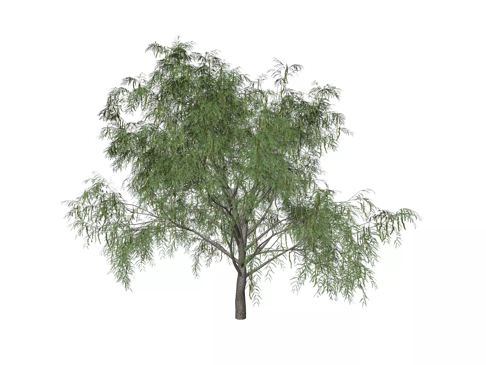 Honey Mesquite Tree - 04 - 3D model