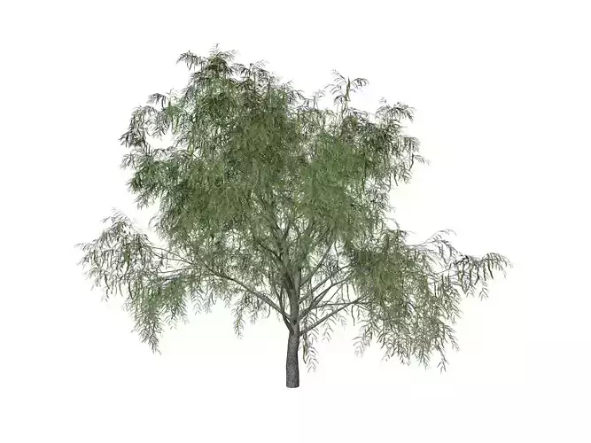 Honey Mesquite Tree - 04 - 3D model