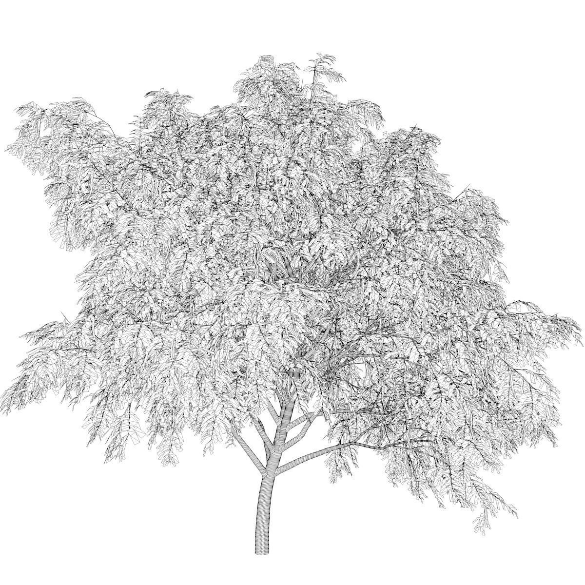 Honey Mesquite Tree - 05 - 3D model_2