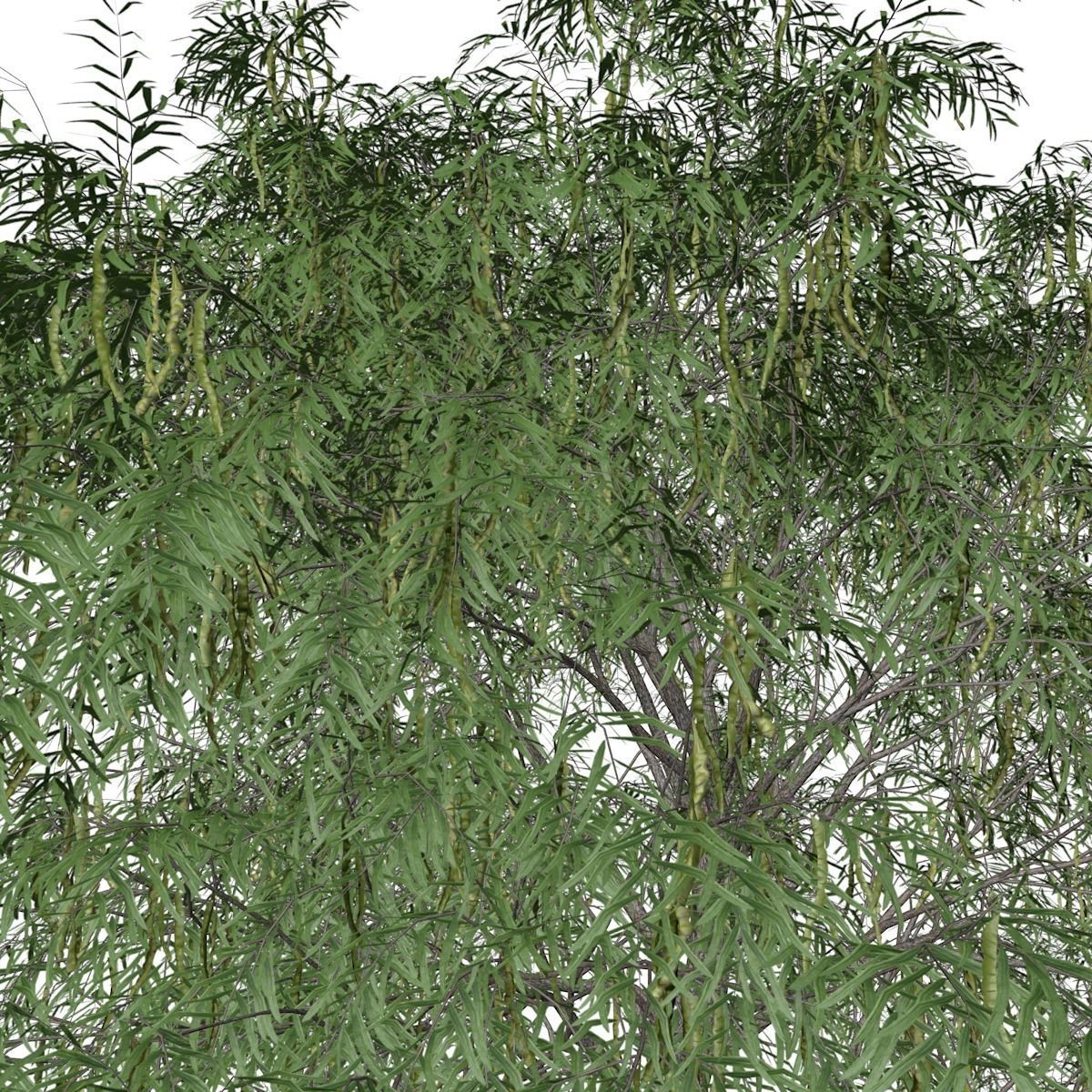 Honey Mesquite Tree - 05 - 3D model_3
