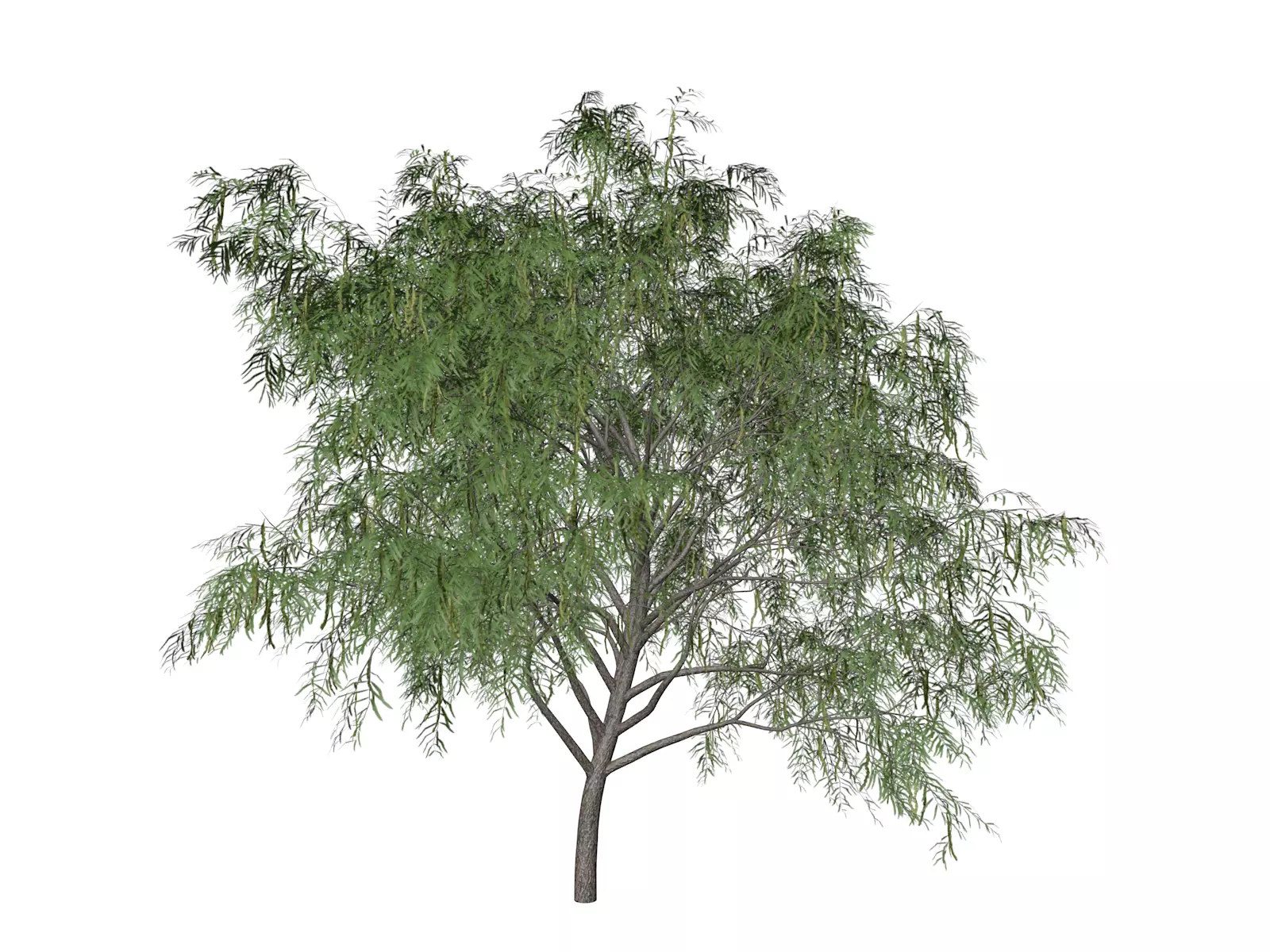 Honey Mesquite Tree - 05 - 3D model_0