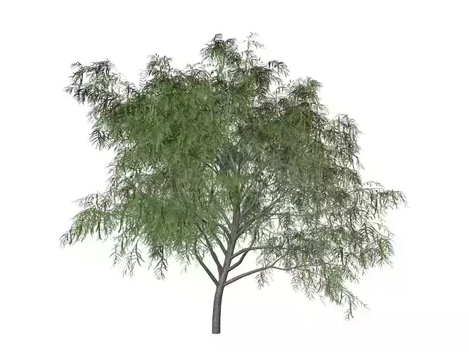 Honey Mesquite Tree - 05 - 3D model