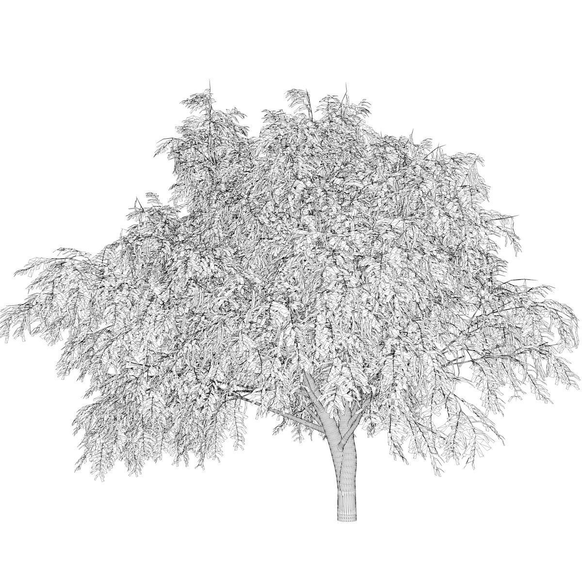 Honey Mesquite Tree - 06 - 3D model_2