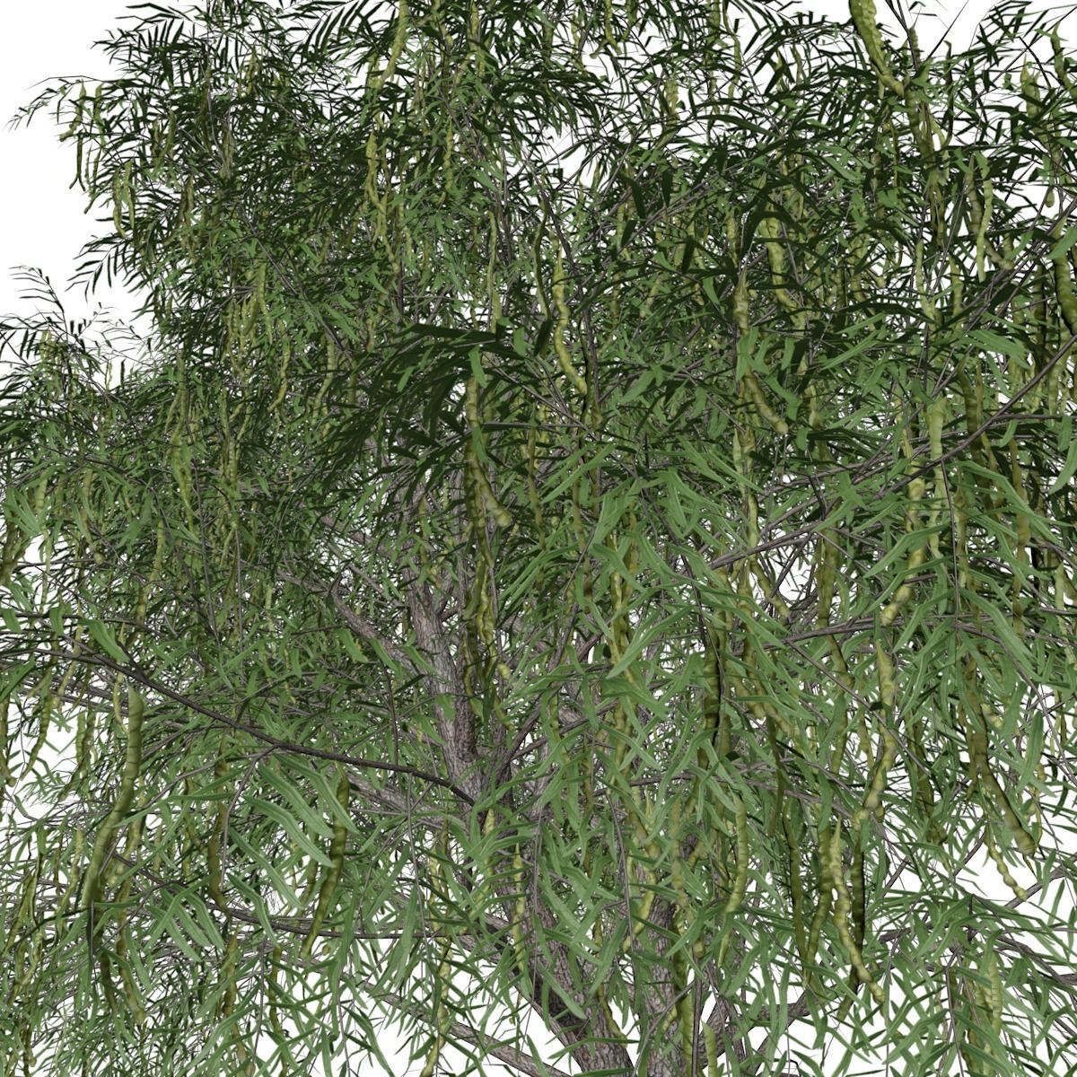 Honey Mesquite Tree - 06 - 3D model_3