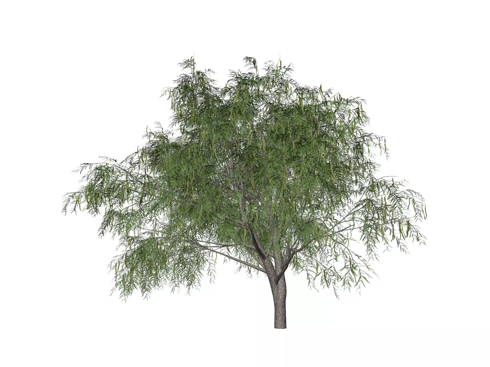 Honey Mesquite Tree - 06 - 3D model_0