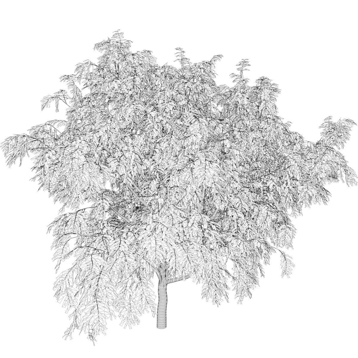 Honey Mesquite Tree - 07 - 3D model_2
