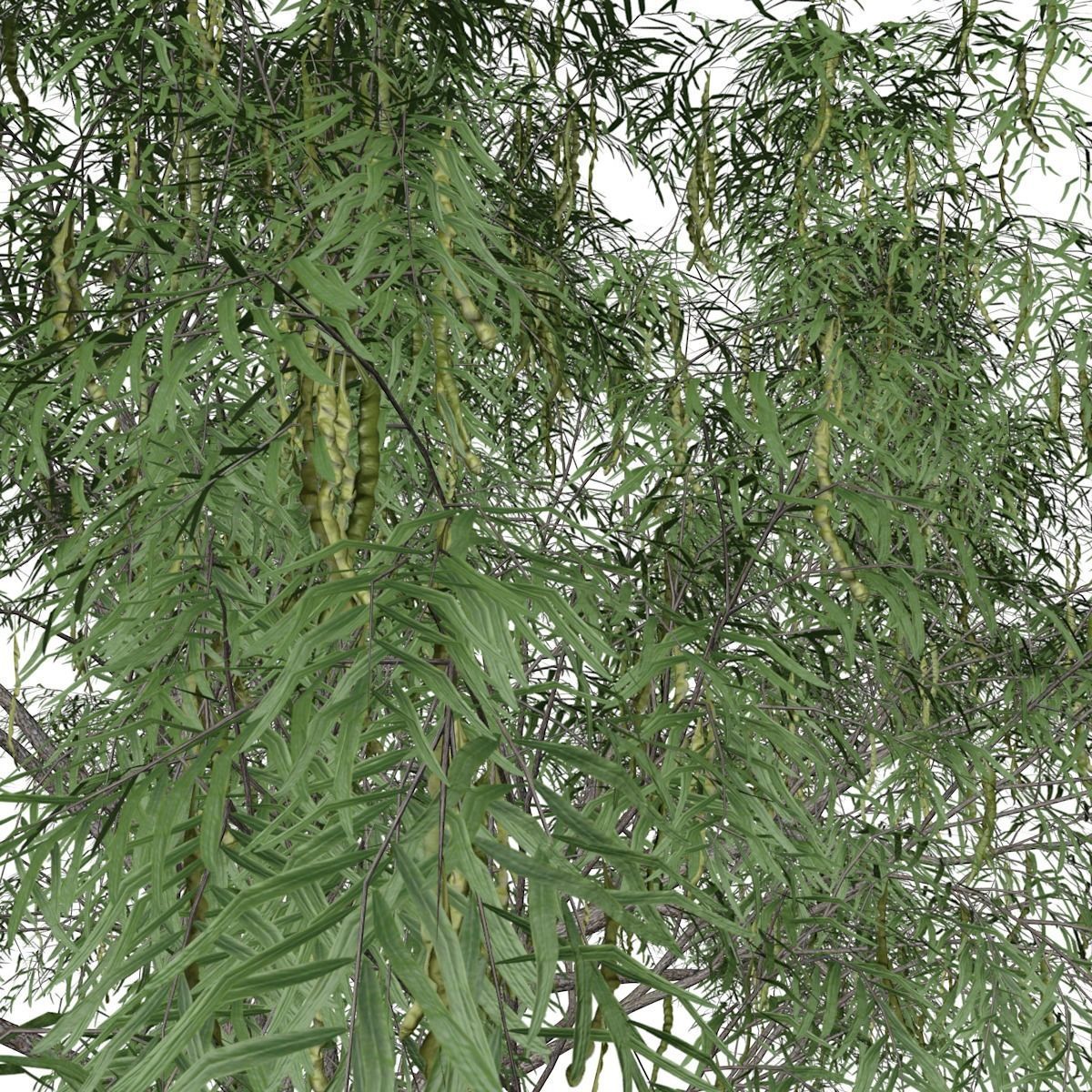 Honey Mesquite Tree - 07 - 3D model_3