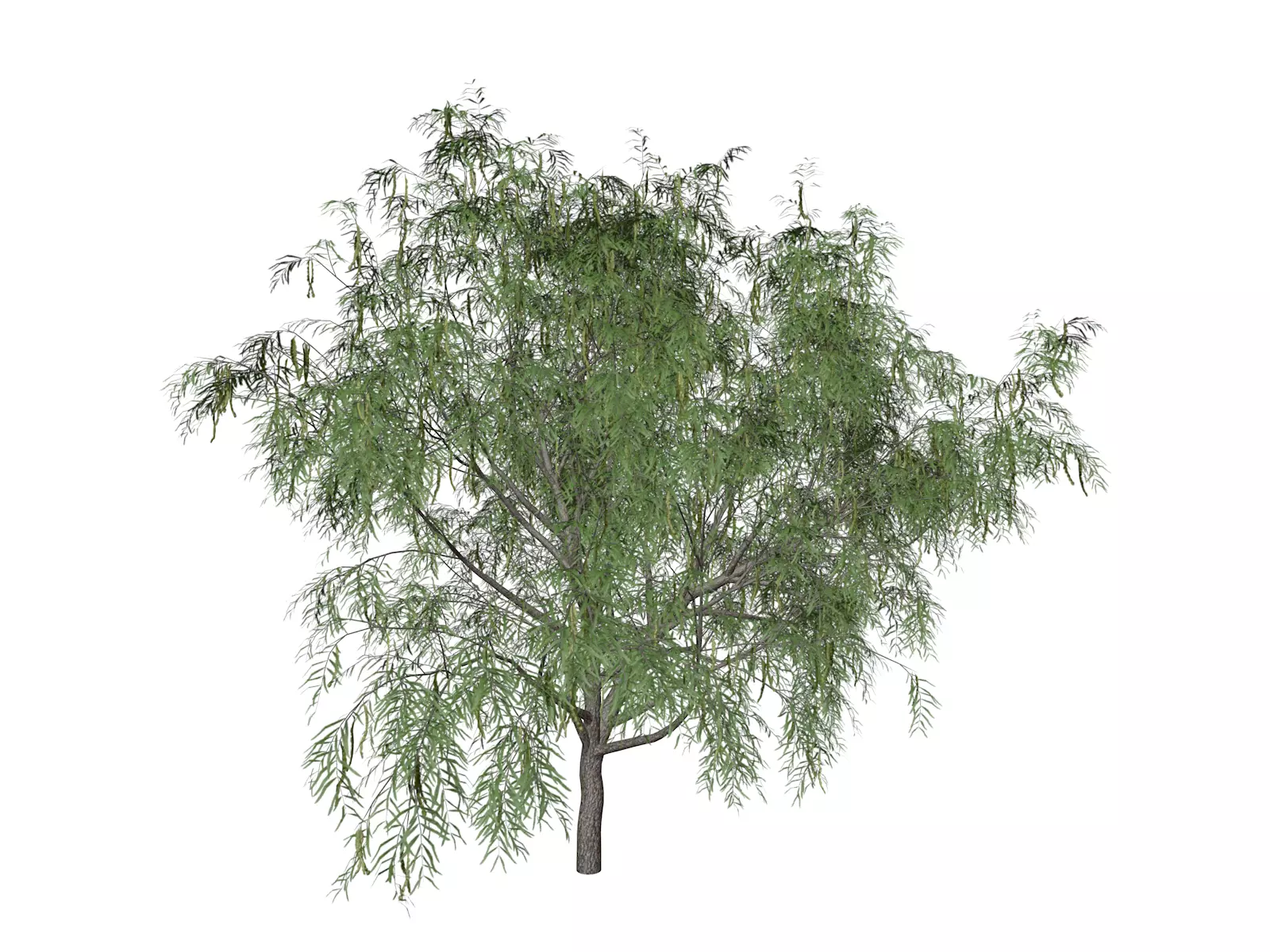 Honey Mesquite Tree - 07 - 3D model_0