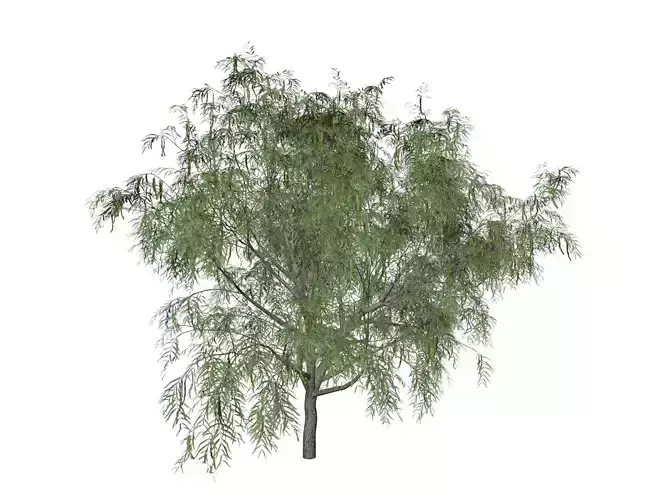 Honey Mesquite Tree - 07 - 3D model
