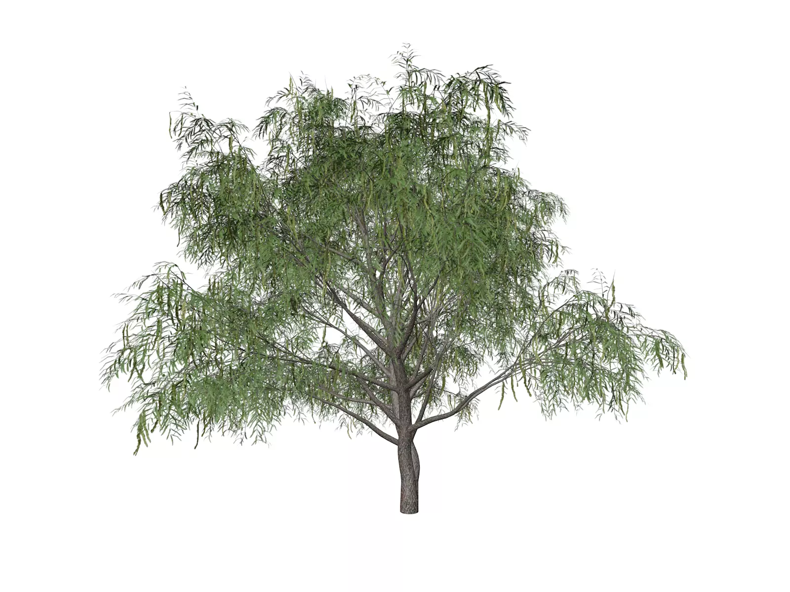 Honey Mesquite Tree - 08 - 3D model_0