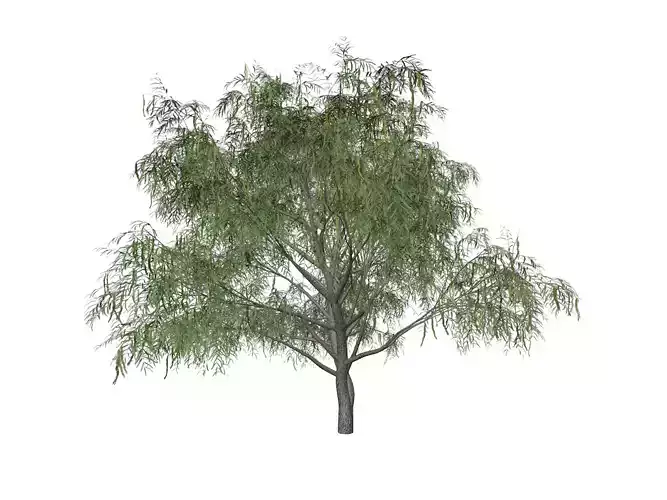 Honey Mesquite Tree - 08 - 3D model