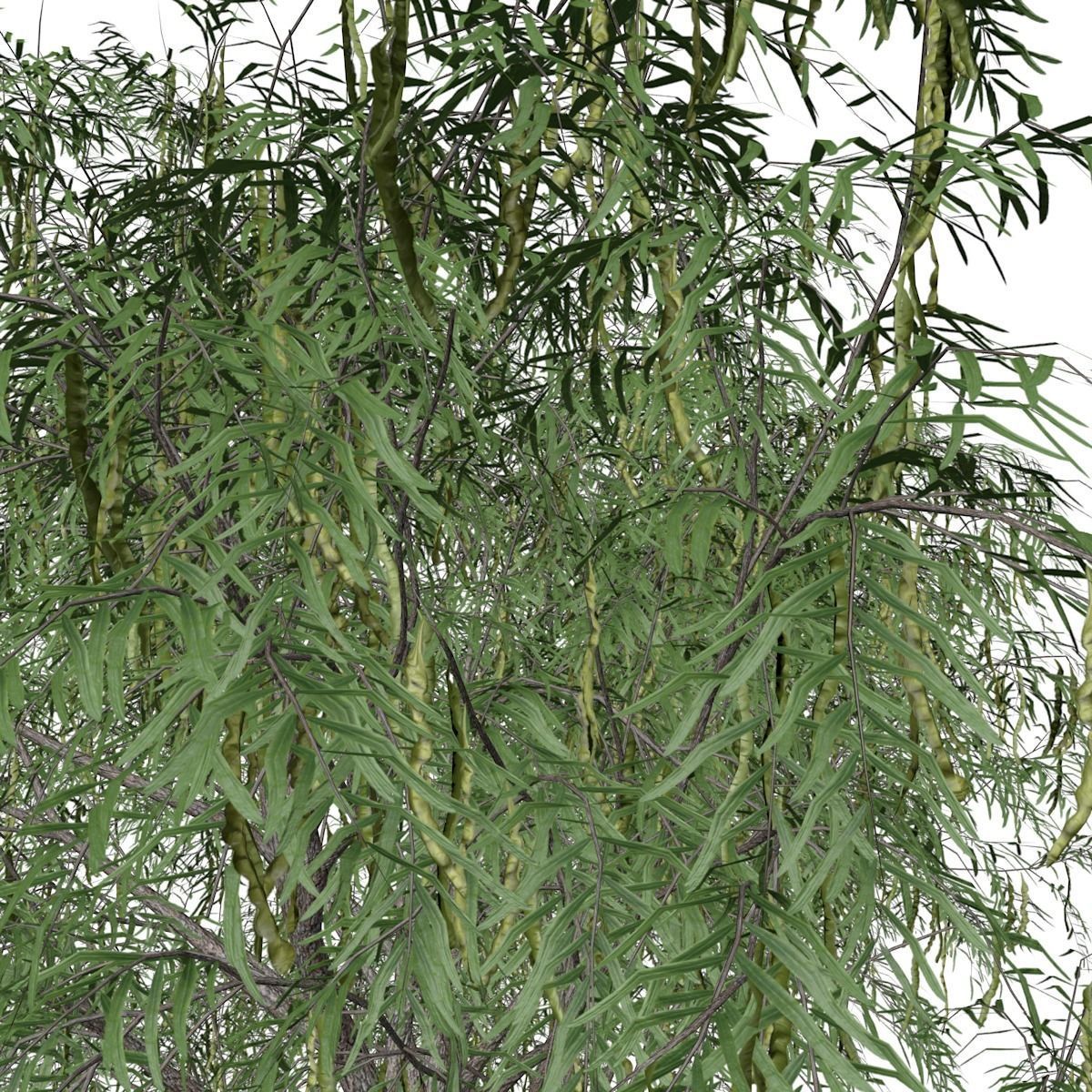Honey Mesquite Tree - 08 - 3D model_3