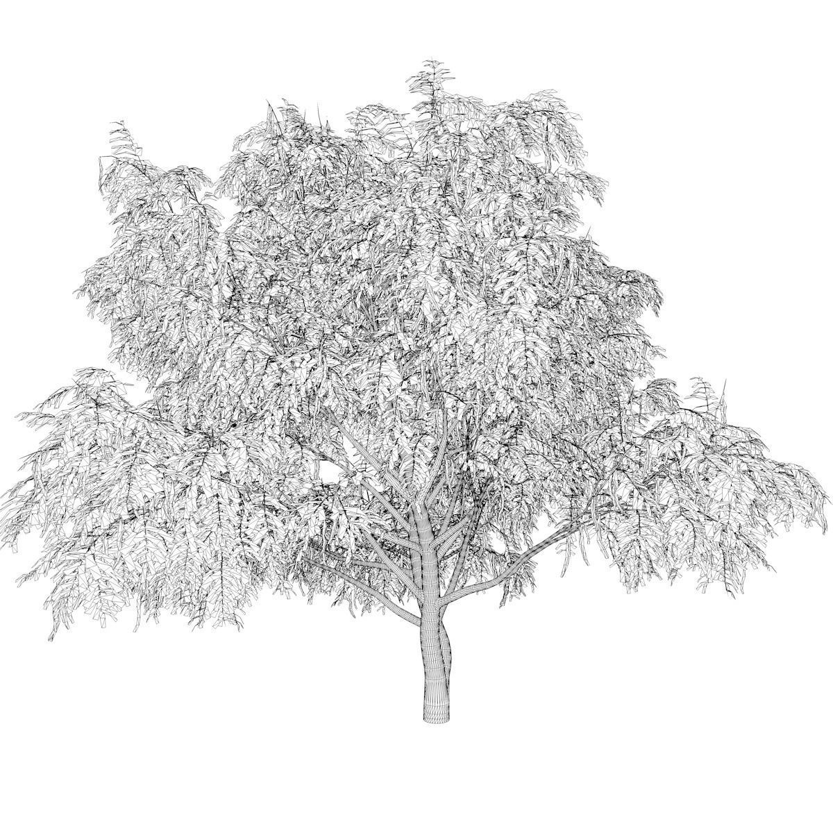 Honey Mesquite Tree - 08 - 3D model_2