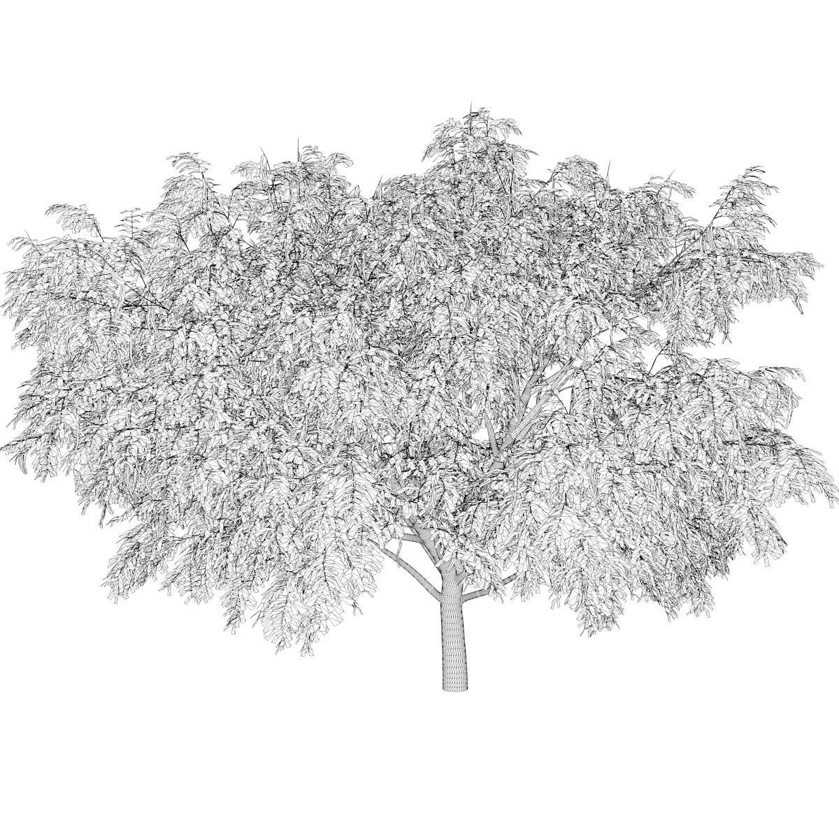 Honey Mesquite Tree - 09 - 3D model_2