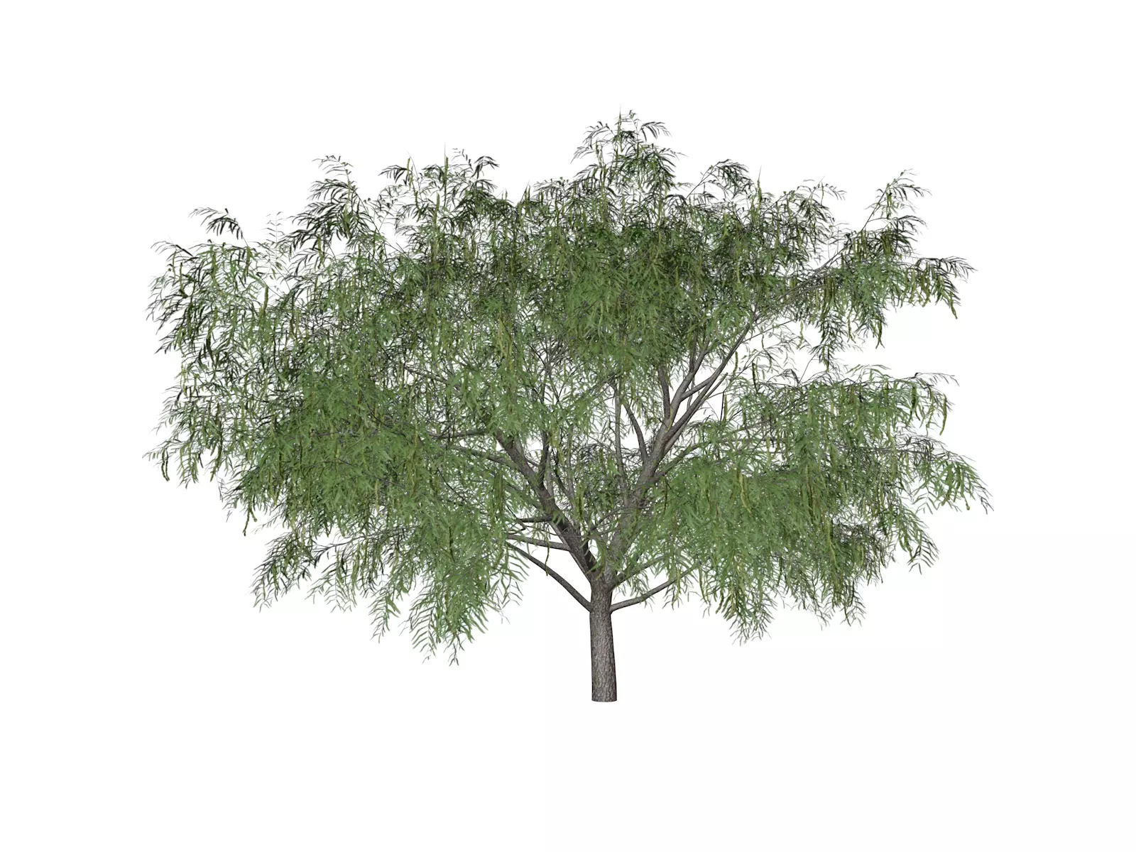 Honey Mesquite Tree - 09 - 3D model_0