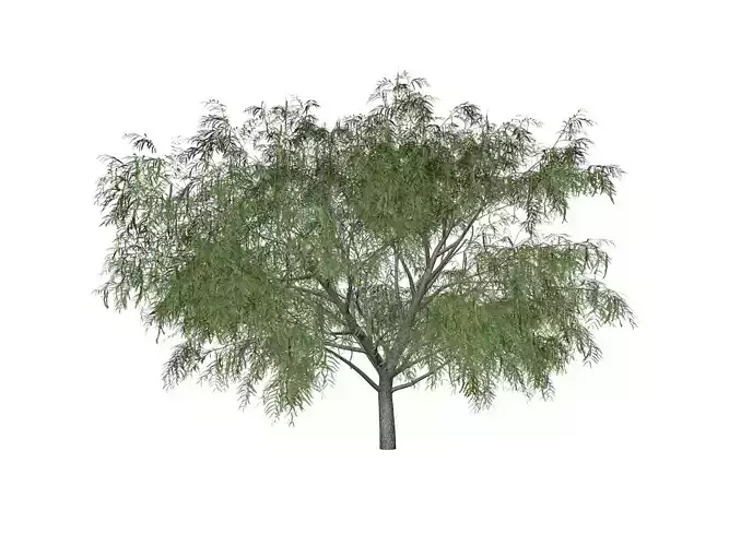 Honey Mesquite Tree - 09 - 3D model
