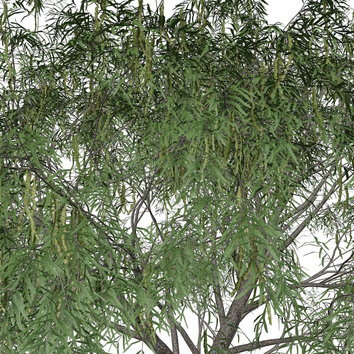 Honey Mesquite Tree - 09 - 3D model_3