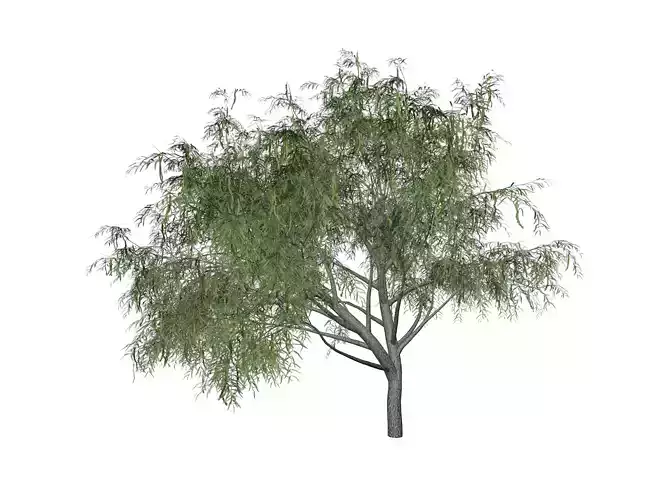Honey Mesquite Tree - 10 - 3D model